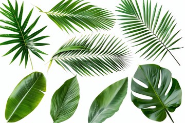 An isolated collection of coconut leaves on a white background, including a clipping path