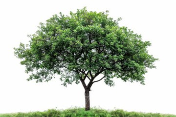 Fototapeta na wymiar A tree that is isolated