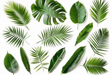 Clipping path included for collection of coconut leaves on white background