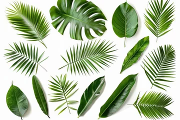 Muurstickers Tropische bladeren Clipping path included for collection of coconut leaves on white background