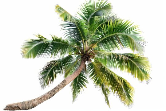 The coconut palm tree is isolated on a white background.