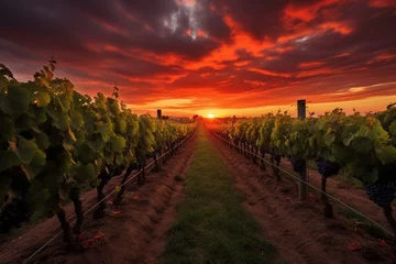  Beautiful sunset landscape view of grape plantations, wine business concept  © Tatiana
