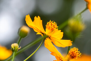 公園に咲く黄色いキバナコスモス　滋賀県大津市