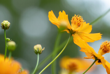 公園に咲く黄色いキバナコスモス　滋賀県大津市