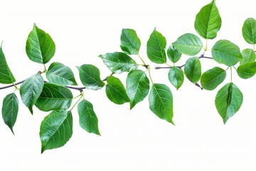 The fresh green leaves of a branch are isolated against a white background - obrazy, fototapety, plakaty