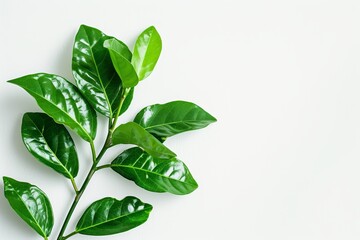 Isolated green plant with a white background