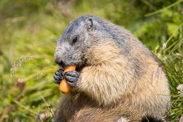 Happy groundhog (marmote monax) enjoying a carrot on a beautiful summer day in the austrian mountains