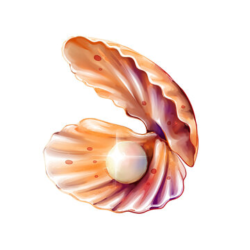 watercolor pearl shell illustration