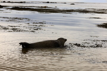 View of a seal on Ytri Tunga beach in western Iceland, Snaefellsnes peninsula