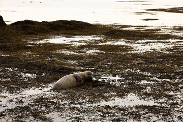 View of a seal on Ytri Tunga beach in western Iceland, Snaefellsnes peninsula