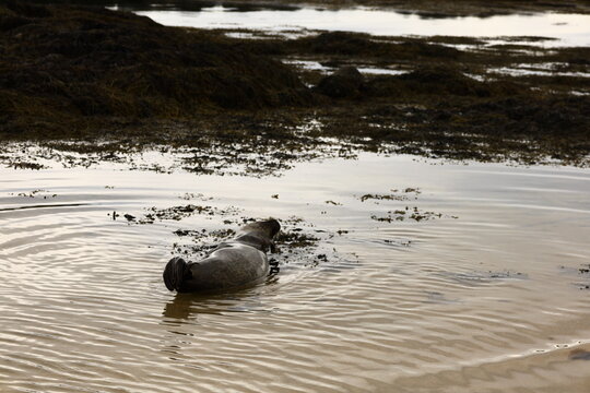 View of a seal on Ytri Tunga beach in western Iceland, Snaefellsnes peninsula