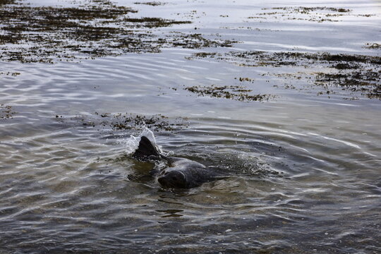 View of a seal on Ytri Tunga beach in western Iceland, Snaefellsnes peninsula