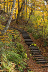 日本　青森県中津軽郡の白神山地にある世界遺産の径、ブナ林散策道の風景と紅葉