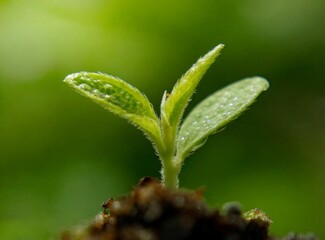 Fototapeta na wymiar Green sprout growing on the soil closeup 