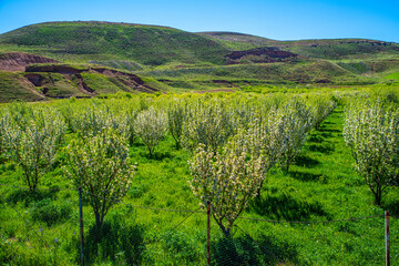 Fototapeta na wymiar Blossoming Orchard in Springtime, Takab, West Azerbaijan Province, Iran