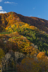 日本　青森県中津軽郡の大川白神橋から見える風景と紅葉