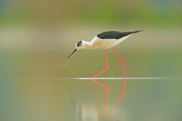Black-winged Stilt searching for food in the pond. (Himantopus himantopus)..