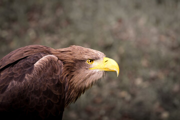 Nahaufnahme eines Steinadlers. Detailaufnahme schöner großer Greifvogel