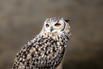 Eule, Vogel, Kautz, Greifvogel, Nahaufnahme, schöne Nahaufnahme von einer Eule in der Wildnis