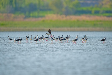Black-winged Stilt (Himantopus himantopus) in groups in the lake in spring.
