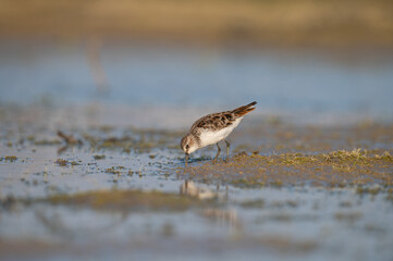 Little Stint (Calidris minuta) foraging in a small pond.