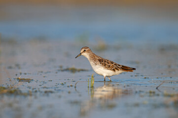 Little Stint (Calidris minuta) foraging in a small pond.