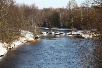 Sunny winter day. The river Bobr flows in the coast covered with the wood. The wooden piles are in the distance visible. These are the remains of the former bridge. © imamchits