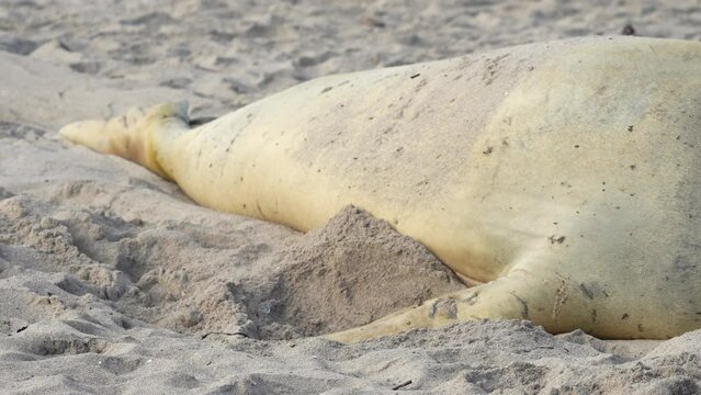 Rare sighting of a vagrant southern elephant seal (Mirounga leonina) on the Onrus beach near Hermanus, Whale Coast, Overberg, Western Cape, South Africa.