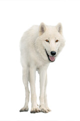 Obraz premium polar wolf in summer isolated on white background