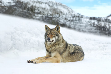 gray wolf lying on the snow in winter