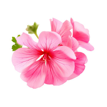 color geranium flowers isolated on white