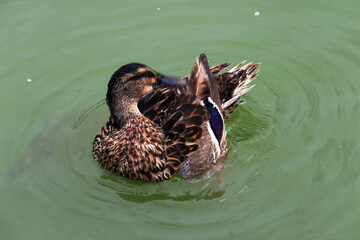 Ente, Vogel, Teich, Wasservogel