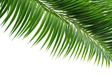 Obraz premium Tropical Palm Tree Leaves isolated on White Background. Green Leaf Fronds Layout for Summer and Nature Concepts