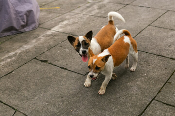 Two funny puppies playing in the yard.