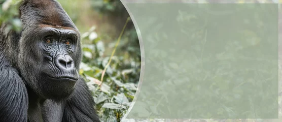 Poster Portrait of a male gorilla, close-up. Male gorilla in natural conditions.  Created by artificial intelligence © Jan Kravtsov