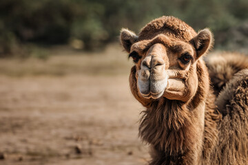 Obraz premium Portrait of a camel, close-up. View of a camel on the background of sand dunes of the desert. Created by artificial intelligence