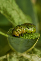 Details of a green caterpillar on a leaf (Adurgoa gonagra)