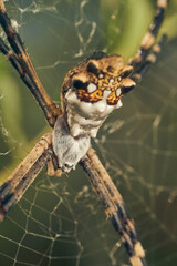 A Spider in its web (Argiope argentata)