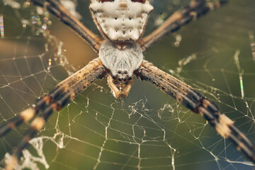 A Spider in its web (Argiope argentata)