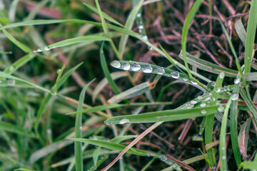 water drops dew on green grass leaves.