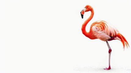 Flamingo in watercolors