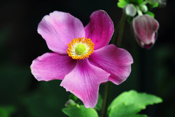 Anemone, Anemonenblüte, Herbstanemone, Blüten, Blumen, Garten