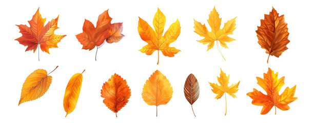 set of autumn leaves