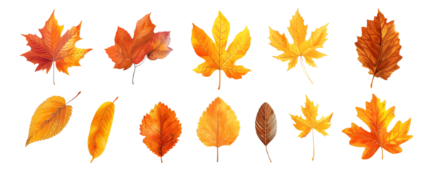 set of autumn leaves