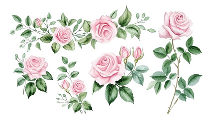 Sets of four pink roses in watercolor.
