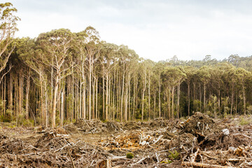 Old Growth Logging in Southwest National Park Tasmania Australia