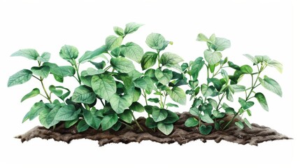 Painting a Potato Plant in Watercolor
