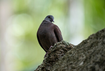 beautiful red pigeon in natural conditions on one of the Seychelles islands