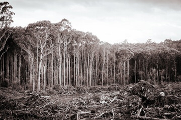 Old Growth Logging in Southwest National Park Tasmania Australia