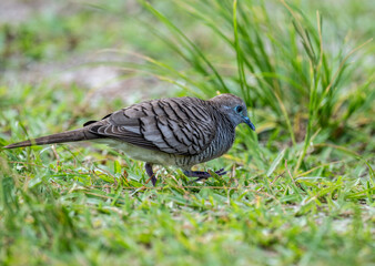 beautiful striped pigeon in natural conditions on one of the Seychelles islands